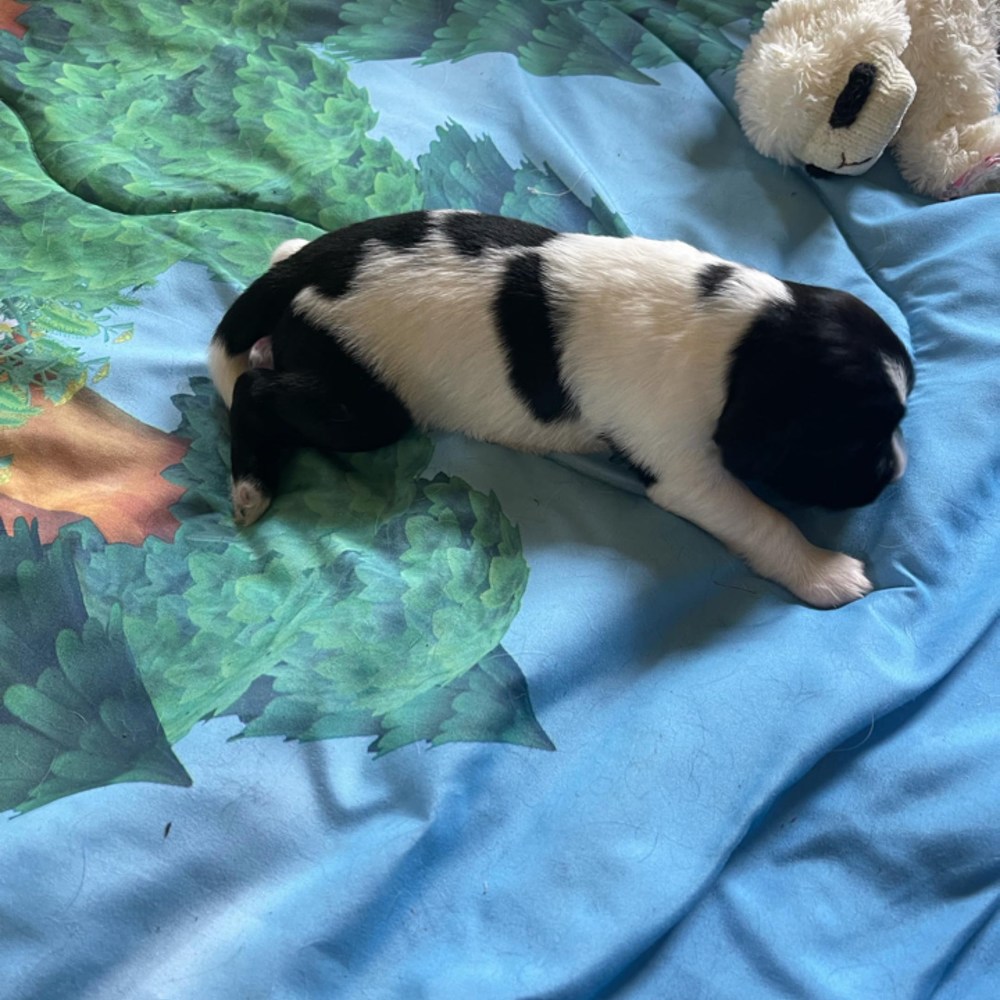 Meet your Posher, Puppies fast track